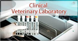 CLINICAL VETERINARY TESTING